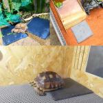 Turtle Rock Feeding Dish – 2 Pack 6"x6