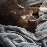 TOONOW Cozy Super Soft Flannel Throw Blanket