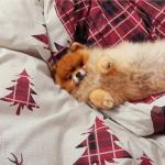 Bedsure Christmas Queen Duvet Cover Set