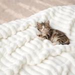 Bedsure GentleSoft White Throw Blanket for Couch - Cozy Soft Blankets for Women, Cute Small Fleece Throws for Girls, House Bedroom Decor Aesthetic Gift for Women, Off White, 50x70 Inches