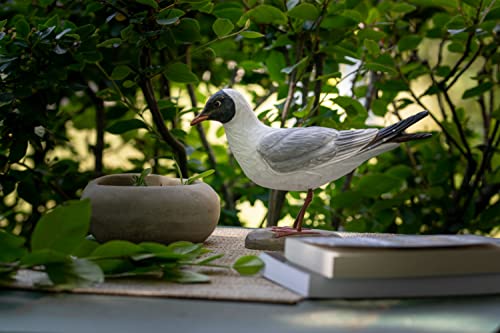 WILDLIFEGARDEN Black-Headed Gull DecoBird, Artisanal Hand-Carved Wood Replica, Ornithologist Approved Life-Like Figurine Designed in Sweden