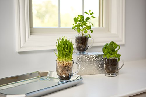 Anchor Hocking Set of 6 Café Glass Mugs