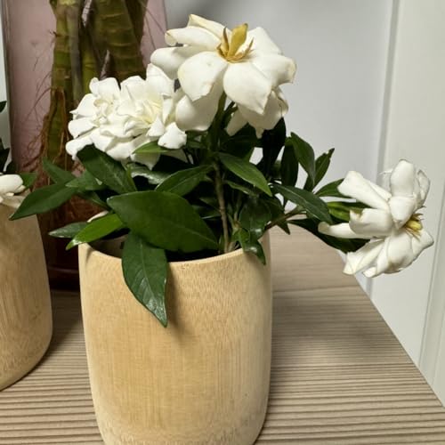 Bamboo Wood Tea and Coffee Mug Set