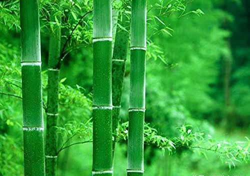 Set of 2 Natural Bamboo Tea Coffee Mugs