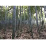 2PCS Unpainted Wooden Tea Cups Unfinished Natural BambooTea Cup Coffee Mug Wine Mug Camping Cup Travel Coffee Mugs Craft Tea Drinking Cup Gift Outdoor Mug for Drinking Tea Coffee Wine Beer