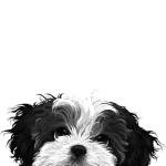 MUGBREW Black White Shih Tzu Ceramic Coffee Mug Tea Cup, 11 OZ