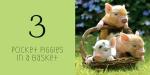Pocket Piggies Numbers!: Featuring the Teacup Pigs of Pennywell Farm