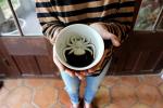 Creature Cups SPIDER Ceramic Cup (11 Ounce, Black Exterior) - Creepy Cups - Hidden 3D Critter Inside Mug Emerges As You Drink - Birthday, Holiday, Spooky Drinkware Gift for Coffee & Tea Lovers