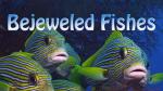 Bejeweled Fishes