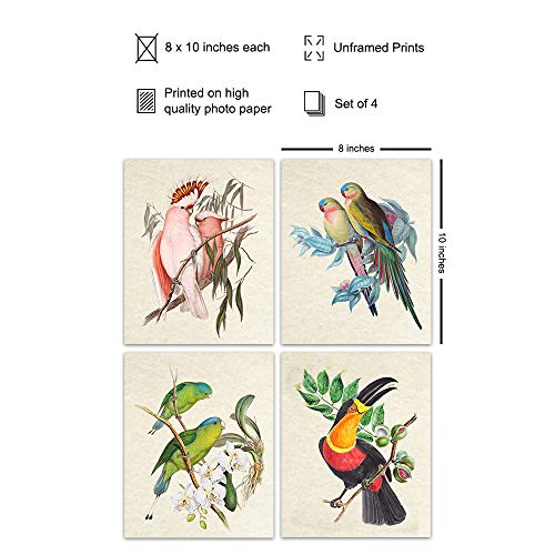 Tropical Bird Wall Art for Birdwatchers
