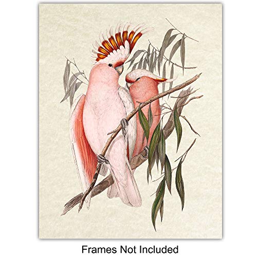 Tropical Bird Wall Art for Birdwatchers