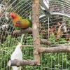 Natural Wood Bird Cage for Small Parrots
