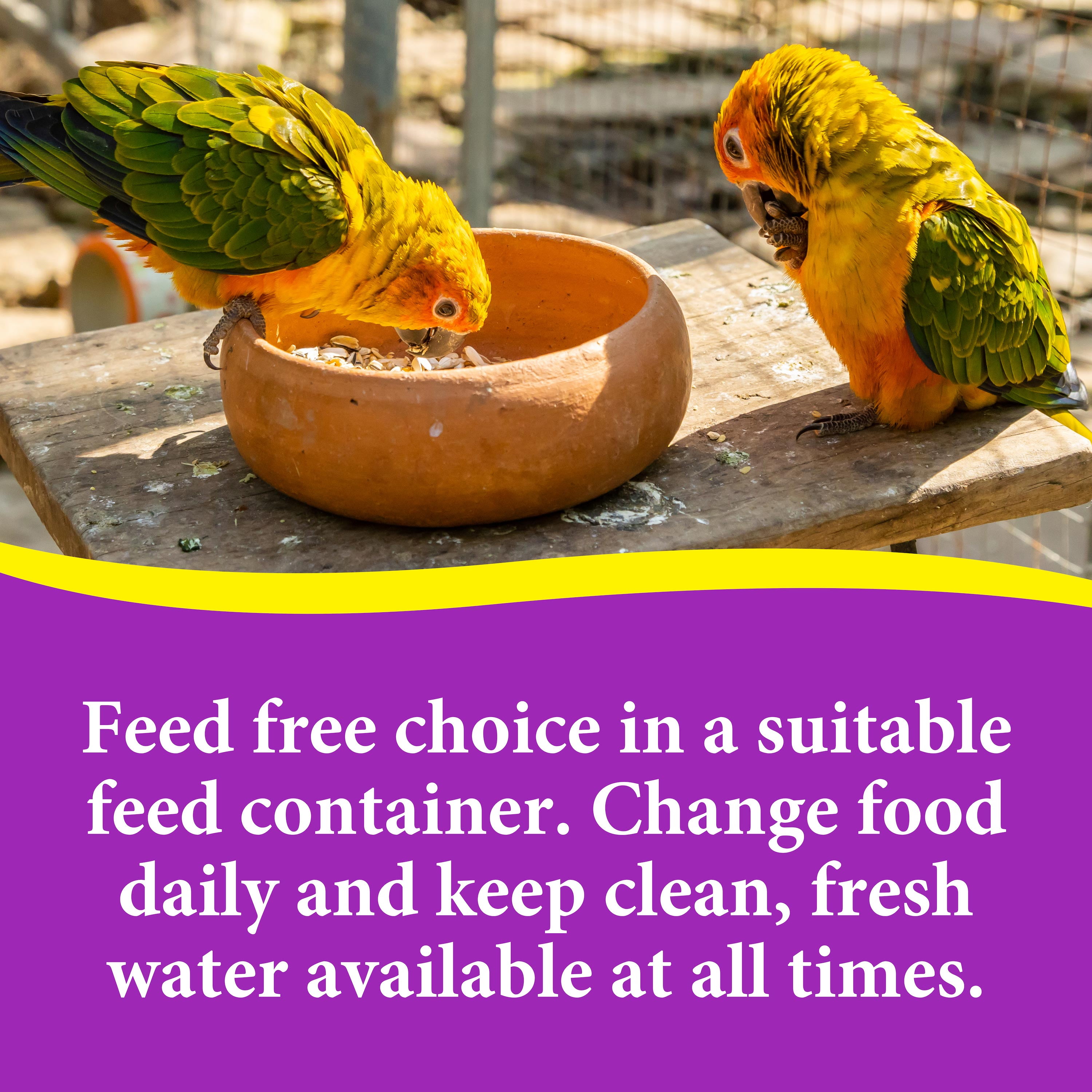 Premium Cockatiel Mix Bird Food - 9lb Bag