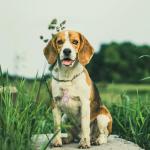 Brass Key Ring Clip Set for Bags and Charms