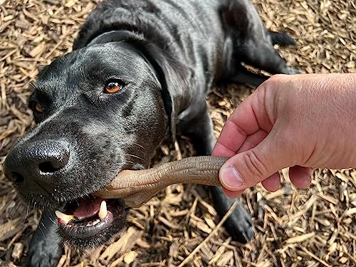 Nylabone Tough Extreme Peanut Butter Chew Toy - Medium