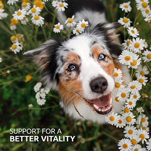 AniForte BARF Complete - Natural Dog Supplement