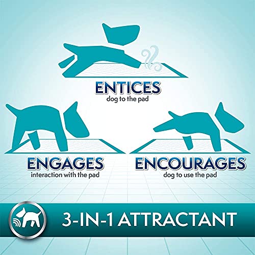 Premium Puppy Training Pads - Pack of 100