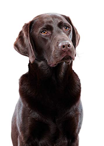 Encore Chicken Selection Wet Dog Food Pouches, 5x100g