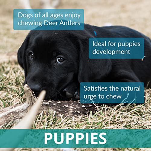 Puppy Antler Chews - Sustainable, Naturally Shed, for Small Dogs