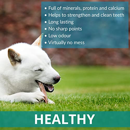 Puppy Antler Chews - Sustainable, Naturally Shed, for Small Dogs