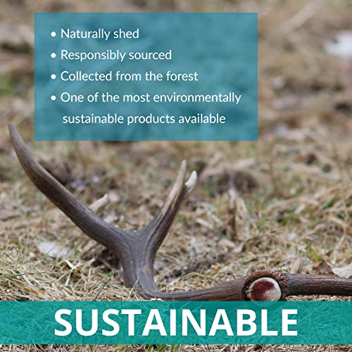 Puppy Antler Chews - Sustainable, Naturally Shed, for Small Dogs