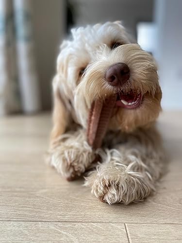 Peanut Butter T-Bone Chew Toy for Medium Dogs