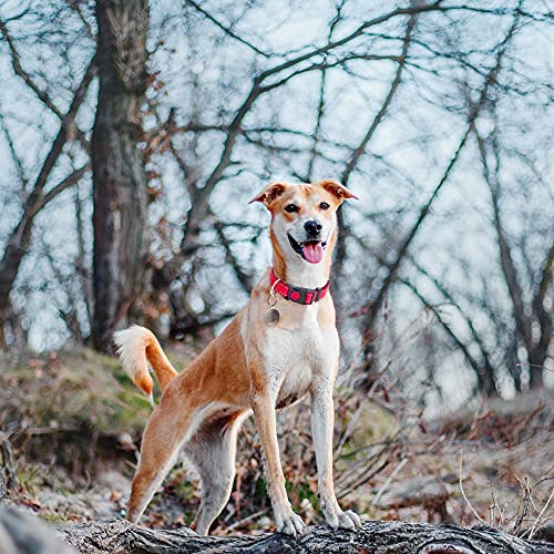 Reflective Dog Collar with Soft Neoprene Padding