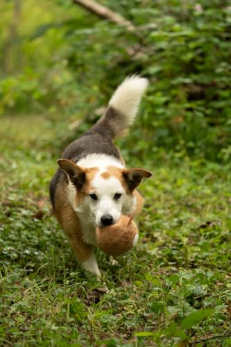 Petface Owl Plush Ball Toy for Dogs