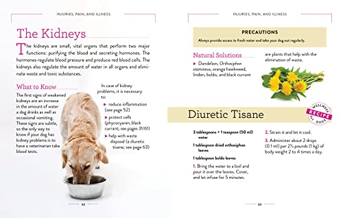 Dog Wellness: Health, Hygiene & Happiness Guide