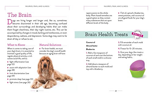 Dog Wellness: Health, Hygiene & Happiness Guide