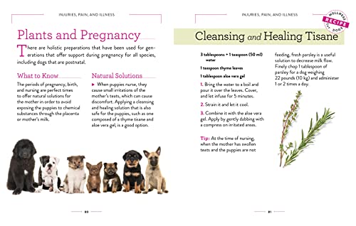 Dog Wellness: Health, Hygiene & Happiness Guide