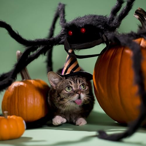 Suyfhdc Dog Spider Costume,Dogs Party Accessories Spider Decoration,Halloween Cosplay Costumes with Adjustable Velcro Fits Small Medium Pet Dogs and Cat,Black