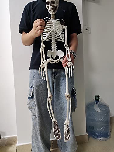 36” Halloween Skeleton Full Body Life like Skeleton Model with Movable Joints for Halloween Decoration