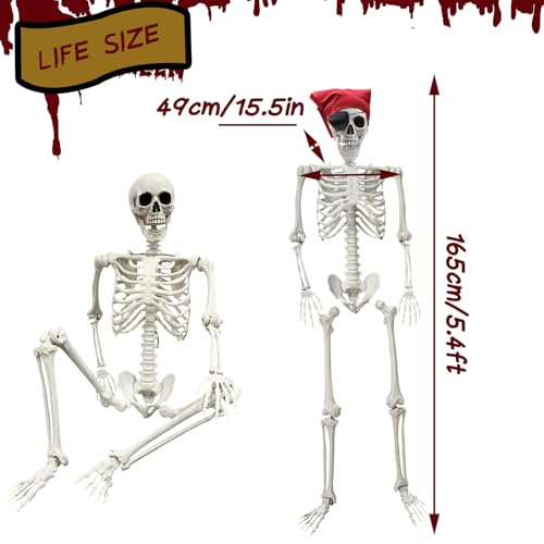 IDMOP 5.4Ft Halloween Skeleton - Life Size Full Body Realistic Human Bones with Posable Joints for Halloween Pose Skeleton Prop Decoration