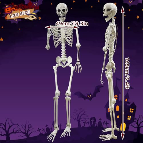 Lodou 5.4Ft Posable Life Size Human Adult Skeletons Plastic Human Bones with Movable Joints for Halloween Decoration