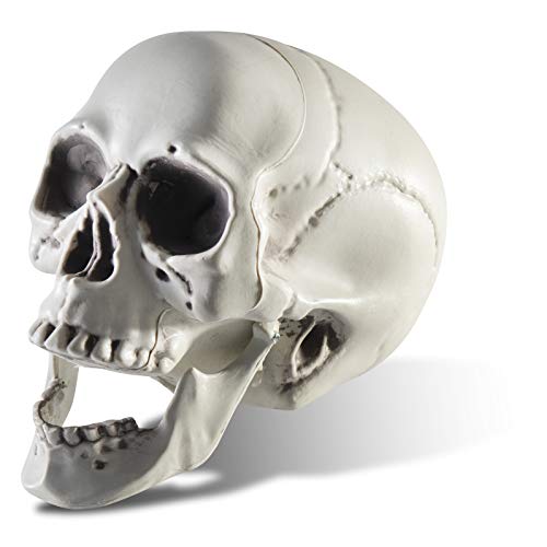 Prextex 6.5" Plastic Skull Head Halloween Decor | Realistic Life-Size Skeleton Skull Halloween & Day of The Dead Decoration | Scary Human Skull Replicas Skeleton Decor | Head Skulls Decor