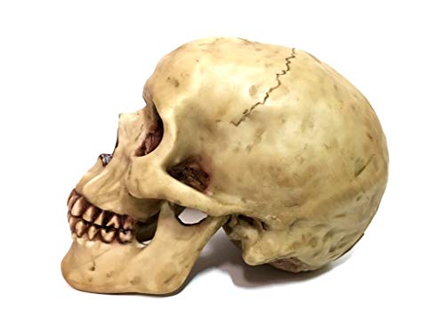 Grinning Highly Realistic Replica Human Skull Statue Home Décor 6.5x4.25x4.6"