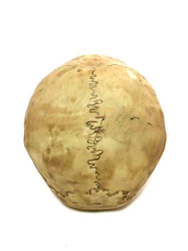 Grinning Highly Realistic Replica Human Skull Statue Home Décor 6.5x4.25x4.6"