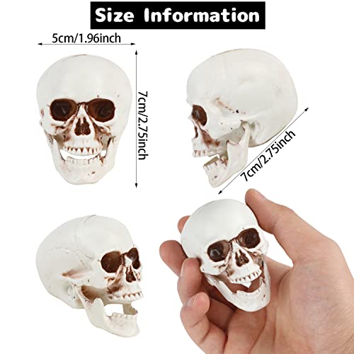 CCINEE 8pcs Halloween Skull Decoration Realistic Looking Skulls Mini Human Skeleton Head Skull Ornaments for Halloween Home Haunted House Day of The Dead Decor Party Supplies(2 x 2.75 x 2.75 inch)