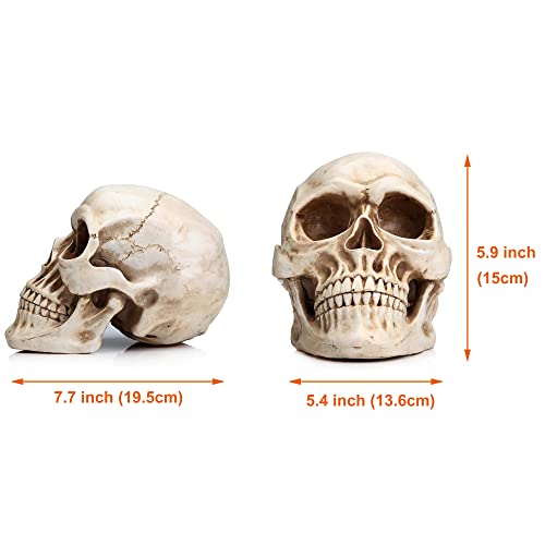 READAEER Life Size Human Skull Model 1:1 Replica Realistic Human Adult Skull Head Bone Model (White)