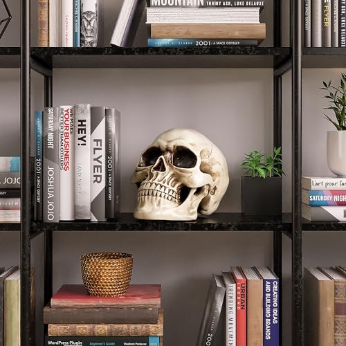 READAEER Life Size Human Skull Model 1:1 Replica Realistic Human Adult Skull Head Bone Model (White)