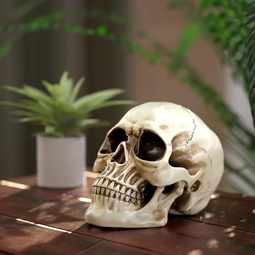 READAEER Life Size Human Skull Model 1:1 Replica Realistic Human Adult Skull Head Bone Model (White)