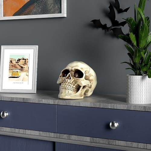 READAEER Life Size Human Skull Model 1:1 Replica Realistic Human Adult Skull Head Bone Model (White)