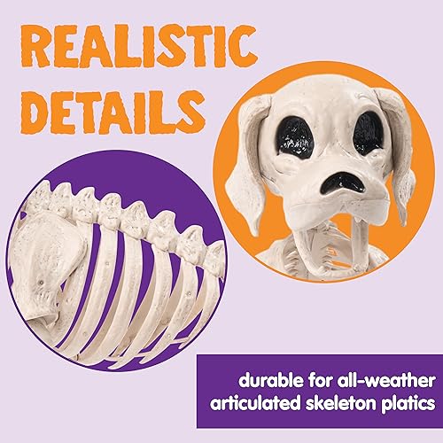 JOYIN Posable Halloween Dog Skeleton Full Body Posable Joints Skeleton Puppy for Halloween Decoration, Graveyard Party Deco (9.8” X 4.7” X 12.6”)