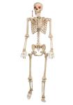 Crazy Bonez Talking Pose-N-Stay Skeleton
