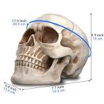 READAEER Life Size Human Skull Model 1:1 Replica Realistic Human Adult Skull Head Bone Model (White)