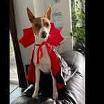 ceepdoogle Halloween Dog Costume Vampire Cape Dogs Cloak Cosplay Costume Pet Costumes Apparel Soft Fabric Interesting Design for Dog Large