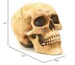 Grinning Highly Realistic Replica Human Skull Statue Home Décor 6.5x4.25x4.6"