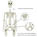 LUKBERA 2PCS Halloween Posable Skeletons, 3FT Full Body Human Skeleton with Movable Joints for Halloween Haunted House Graveyard Party Scary Decor, White