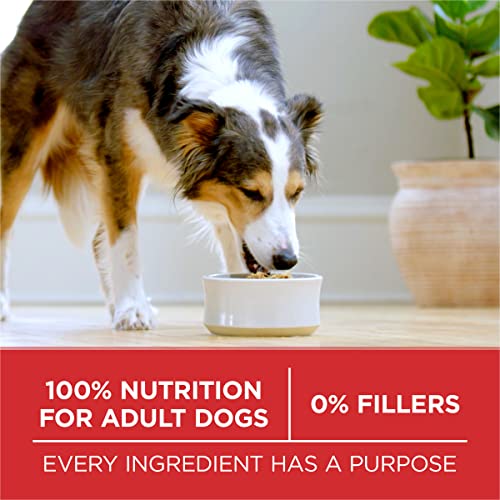 Purina ONE Chicken & Rice Dry Dog Food 8lb